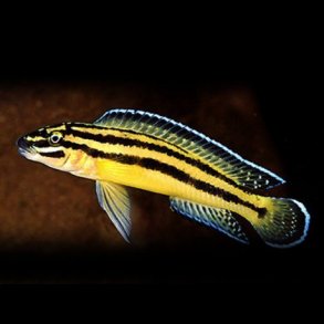 Julidochromis ornatus 