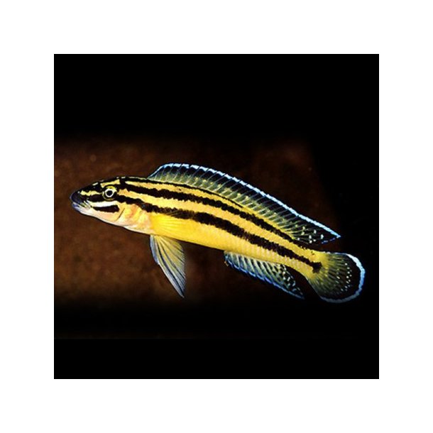 Julidochromis ornatus "Uvira"