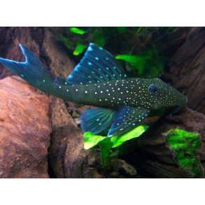 L128-Hemiancistrus sp 10-12 cm Blue phantom