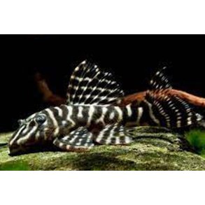 L129 Hypancistrus debilittera L