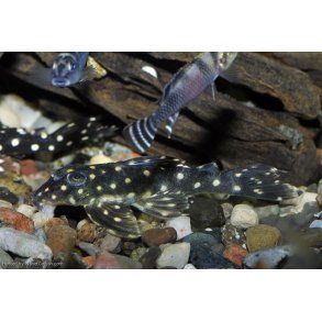 L201 Hypancistrus sp.