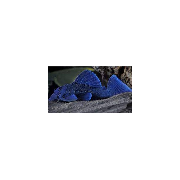 L239-Baryancistrus beggini Blue "Panaque"