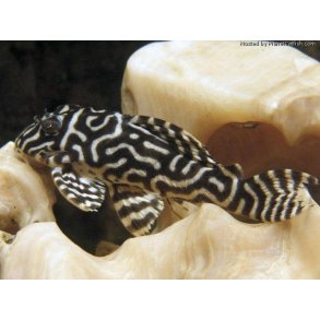 L333 - Hypancistrus sp. 