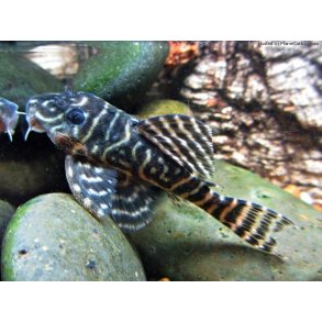 L340 - Hypancistrus sp.