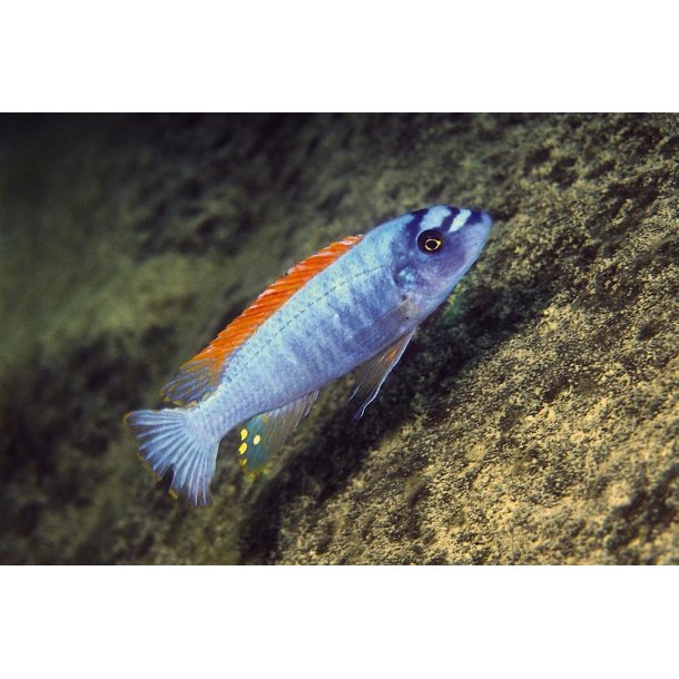 Labeotropheus trewavasea "Red Top"