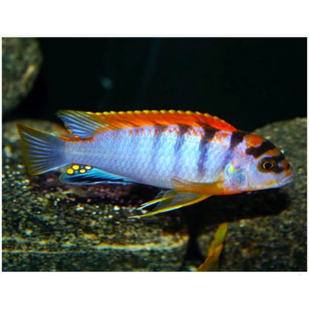 Labidochromis sp hongi.