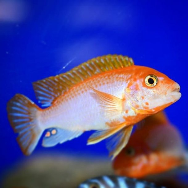 Labidochromis sp hongi "Sunflower"