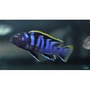 Labidochromis sp. mbamba