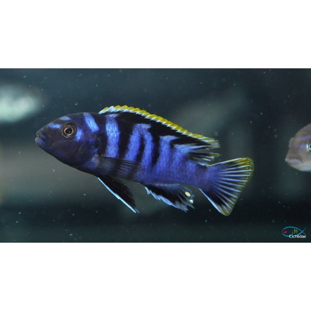 Labidochromis sp. mbamba