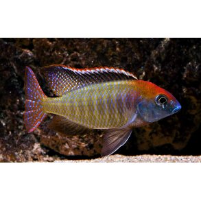Lethrinops sp. red cap. Itungi. Par