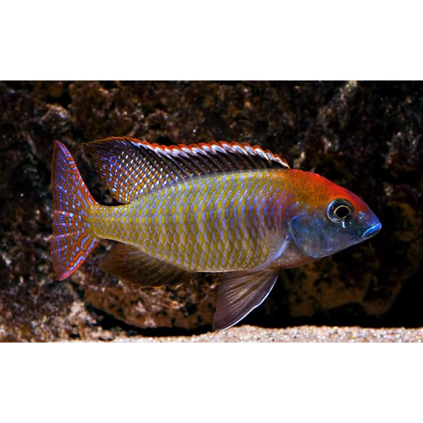 Lethrinops sp. red cap. Itungi. Par