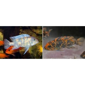 Metriaclima estherae MC/OB.