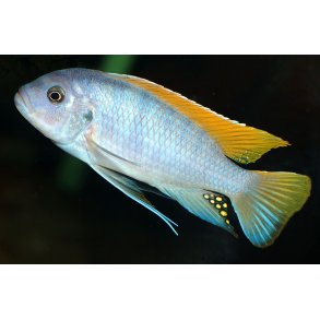 Metriaclima greshakei. Pr par.