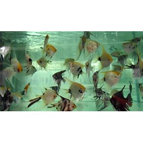 Pterophyllum scalare ass. XL