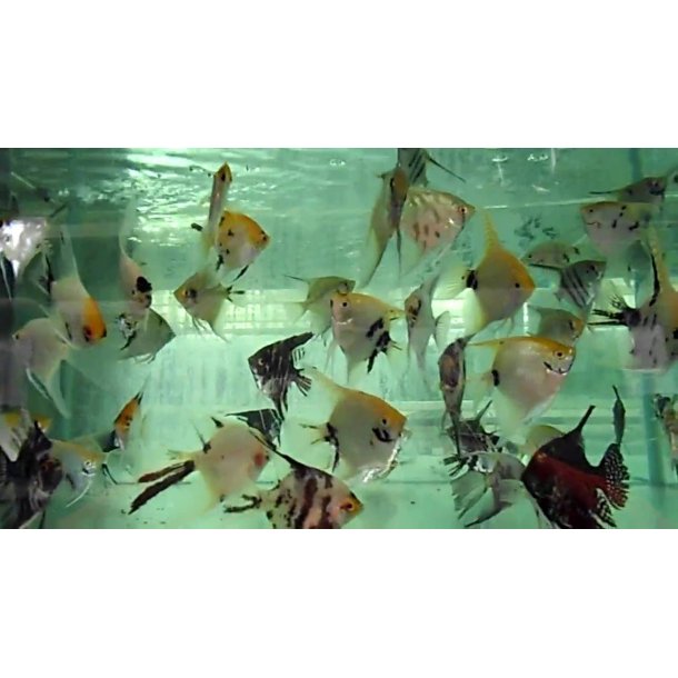 Pterophyllum scalare ass. XL