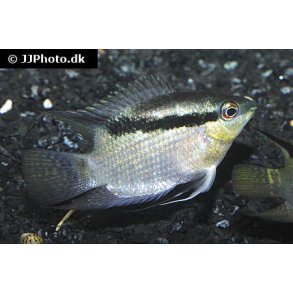 Mesonauta festivus. Flag cichlide