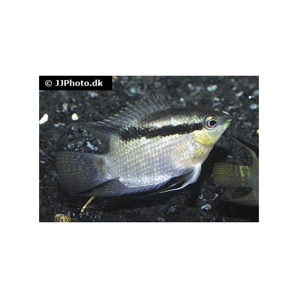 Mesonauta festivus. Flag cichlide