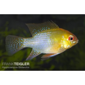 Mikrogeophagus ramirezi. Gul Sommerfugle cichlide Par