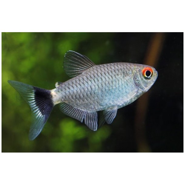 Moenkhausia sanctaefilomenae Smoking tetra