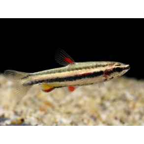 Nannostomus marginatus