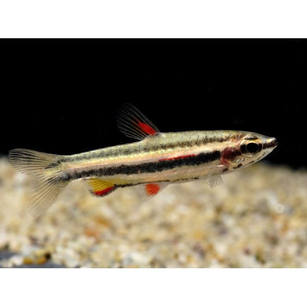 Nannostomus marginatus