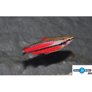 Nannostomus rubrocaudatus