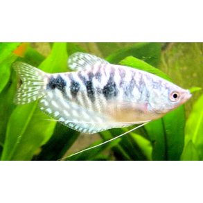 Trichopodus trichopterus - Marmoreret bl� gurami
