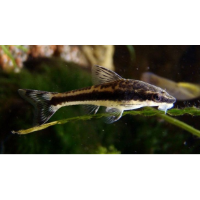 Otocinclus affinis Dv�rgsugemalle