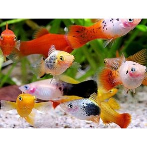 Xiphophorus maculatus - Parpris