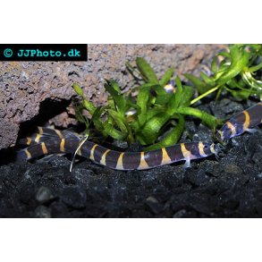 Pangio kuhlii - Kuhli l.