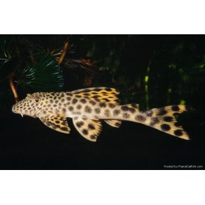 Peckoltia sabaji L124