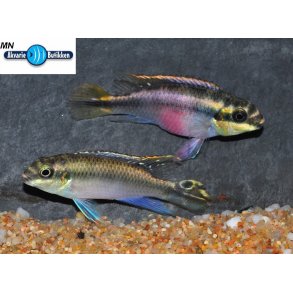 Pelvicachromis pulcher. Kribensis