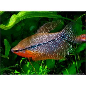 Trichopodus leerii - Perlegurami