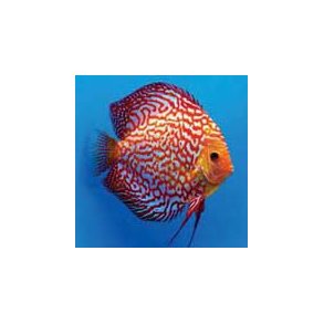 Symphysodon spec. Discusfisk Pigeon 9-10 cm.