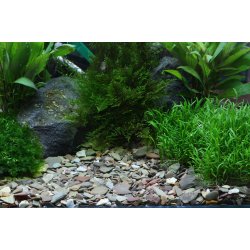 Dennerle Rio Xingu 2-22 mm