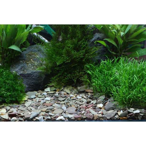 Dennerle Rio Xingu 2-22 mm