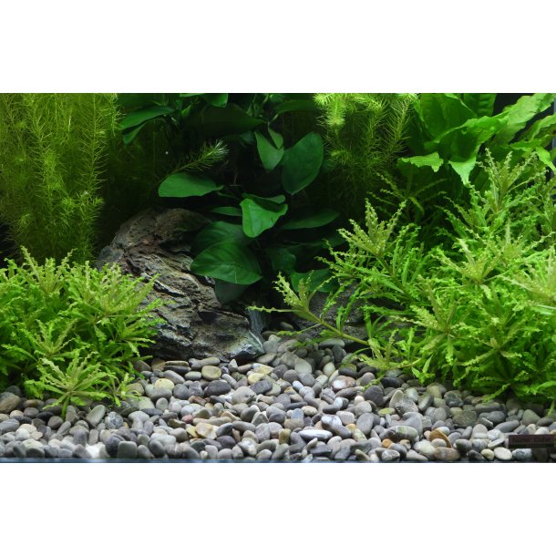 Dennerle Okavango 8-12 mm