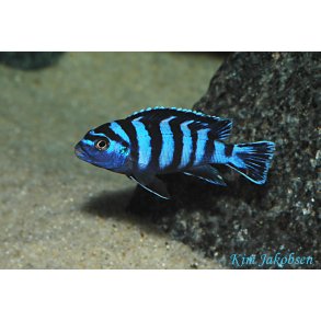 Pseudotropheus demasoni 