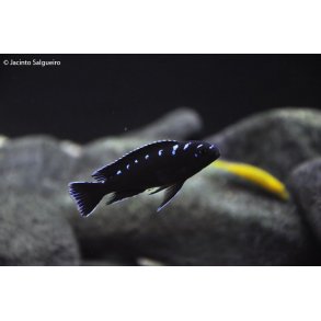 Pseudotropheus sp. elongatus neon spot 