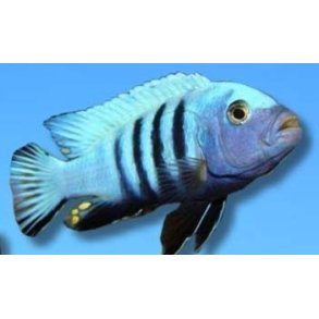 Pseudotropheus kingzize