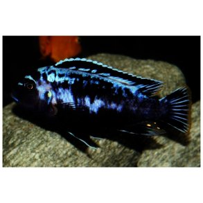 Metriaclima msobo. Magunga.