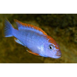 Pseudotropheus perspicax Red top 