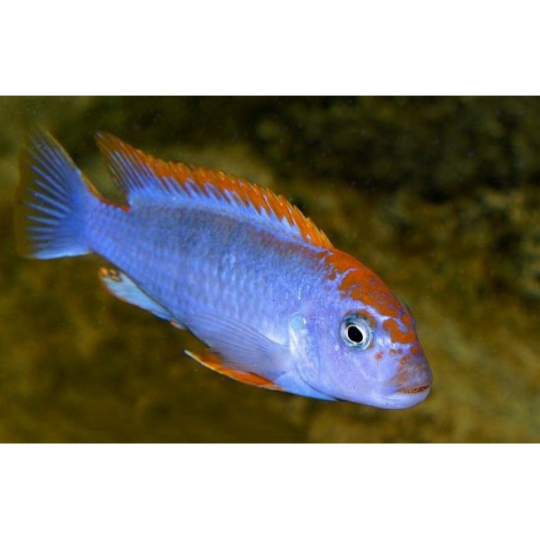 Pseudotropheus perspicax Red top " Ndumbi". 