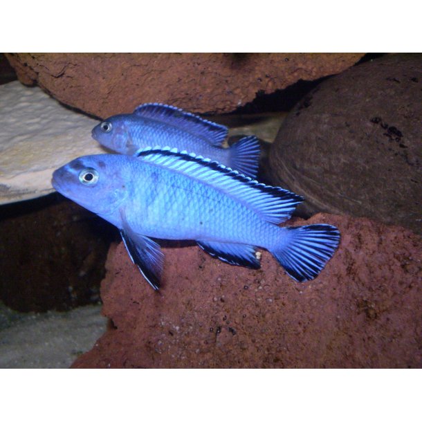 Pseudotropheus socolofi