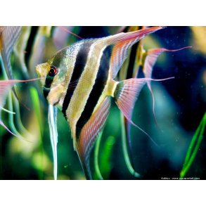 Pterophyllum altum Rio Orinoco