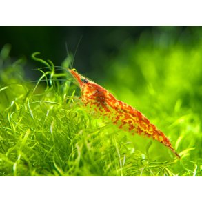 Neocaridina davidi - R�d kirseb�r reje