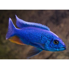 Sciaenochromis fryeri 10-12 cm. Parpris