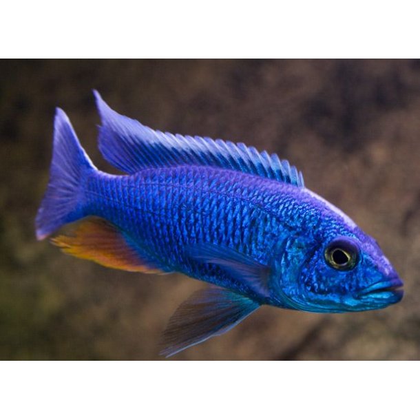 Sciaenochromis fryeri 10-12 cm. Parpris