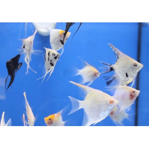 Pterophyllum scalare.