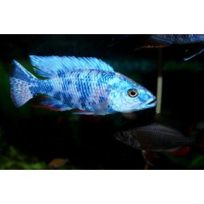Sciaenochromis fryeri OB Parpris